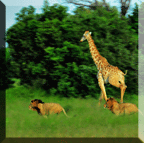 2 lions chasing Giraffe